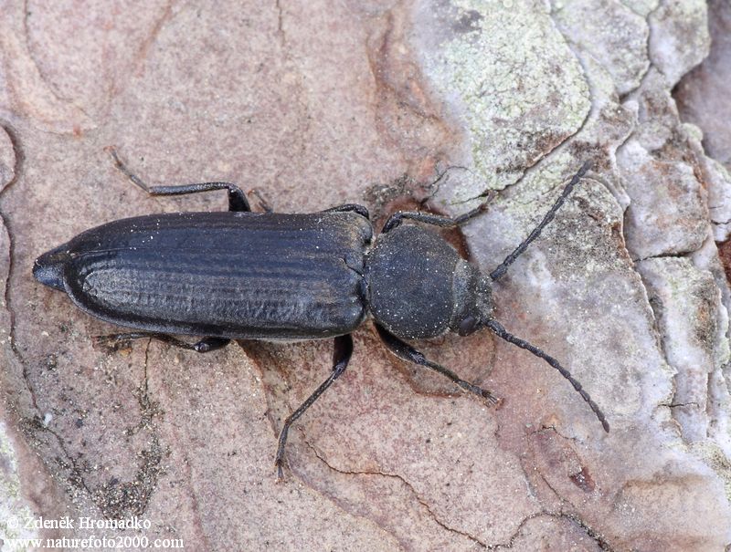 tesařík pruhovaný, Asemum striatum, Cerambycidae, Asemini (Brouci, Coleoptera)